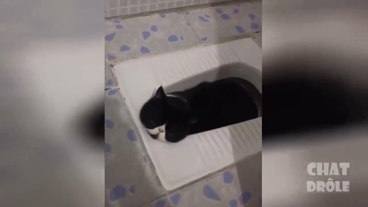 Very cute and crazy cat vol #9 - human toilet