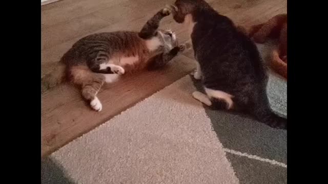 Cat Rumble