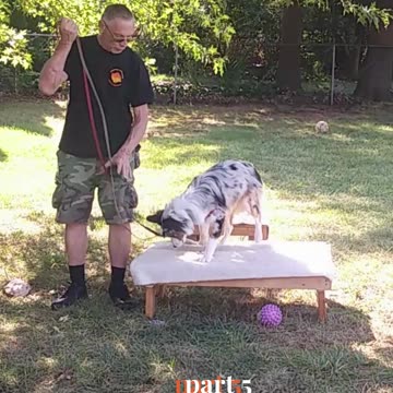 Ruff Cut PodCast Leash Handling part 5 cut 5