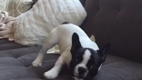 Puppy acts crazy over a balloon