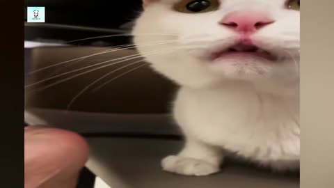 New Funny Videos 2024 😍 Cutest Cats and Dogs 🐱🐶 part 03