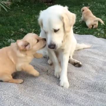 Mom mom mom father's chingu