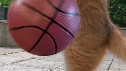 Let's play Basketball 🏀