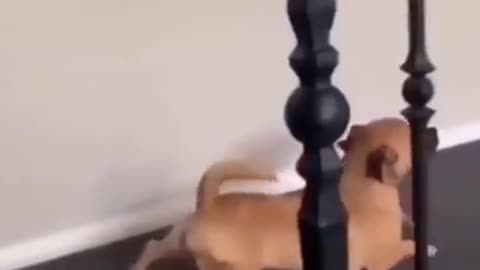 Baby Dogs - Cute and Funny Dog Video