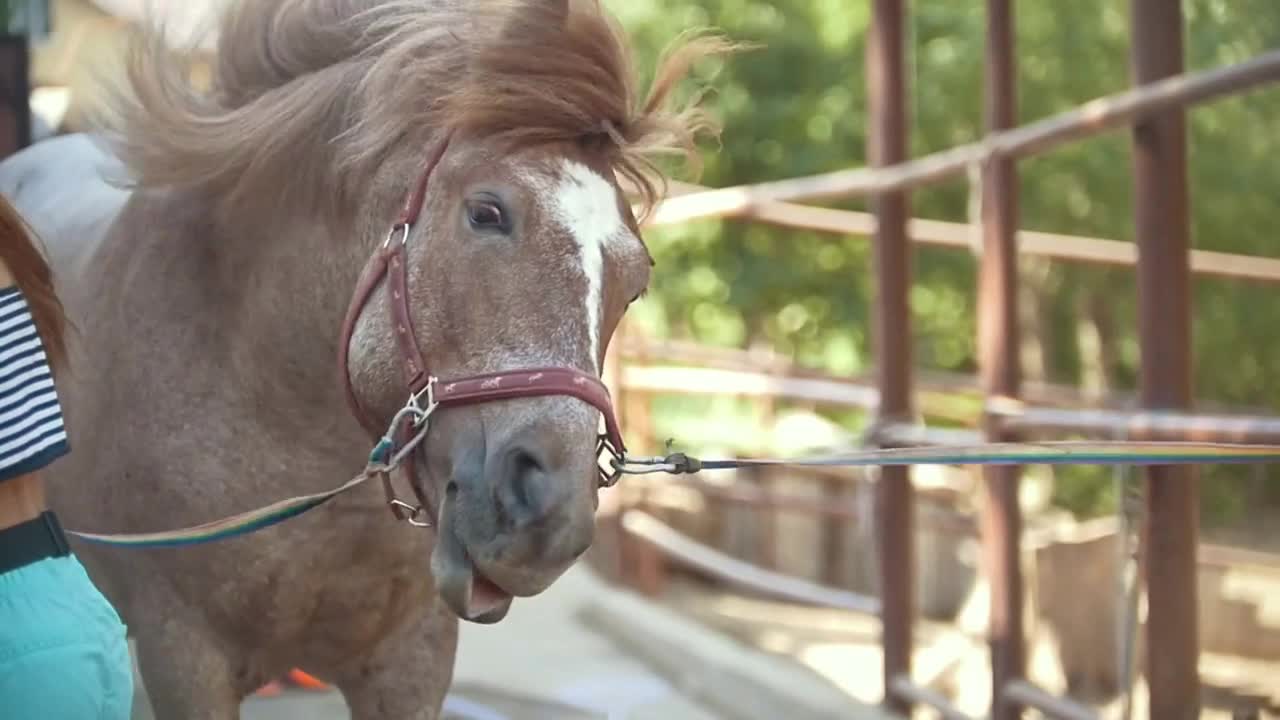 The horse shakes his thick mane in the paddock at sunny day