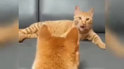 bully cat