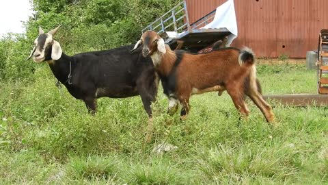 Amazing goat meeting groups