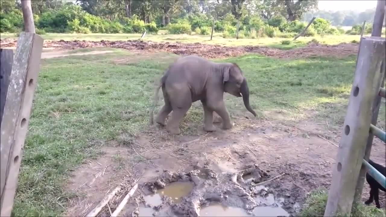 Funny Baby Elephant Scared Of Baby Goat. Try Not To Laugh!