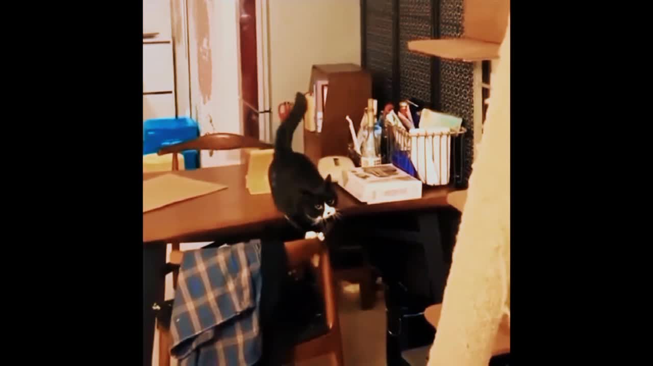 See How the cats are having fun