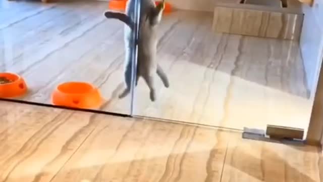 funny cat dance / cute cat dancing