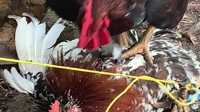 chicken fights in my country