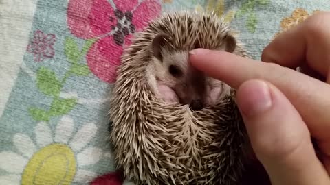 How to instantly calm a grumpy hedgehog