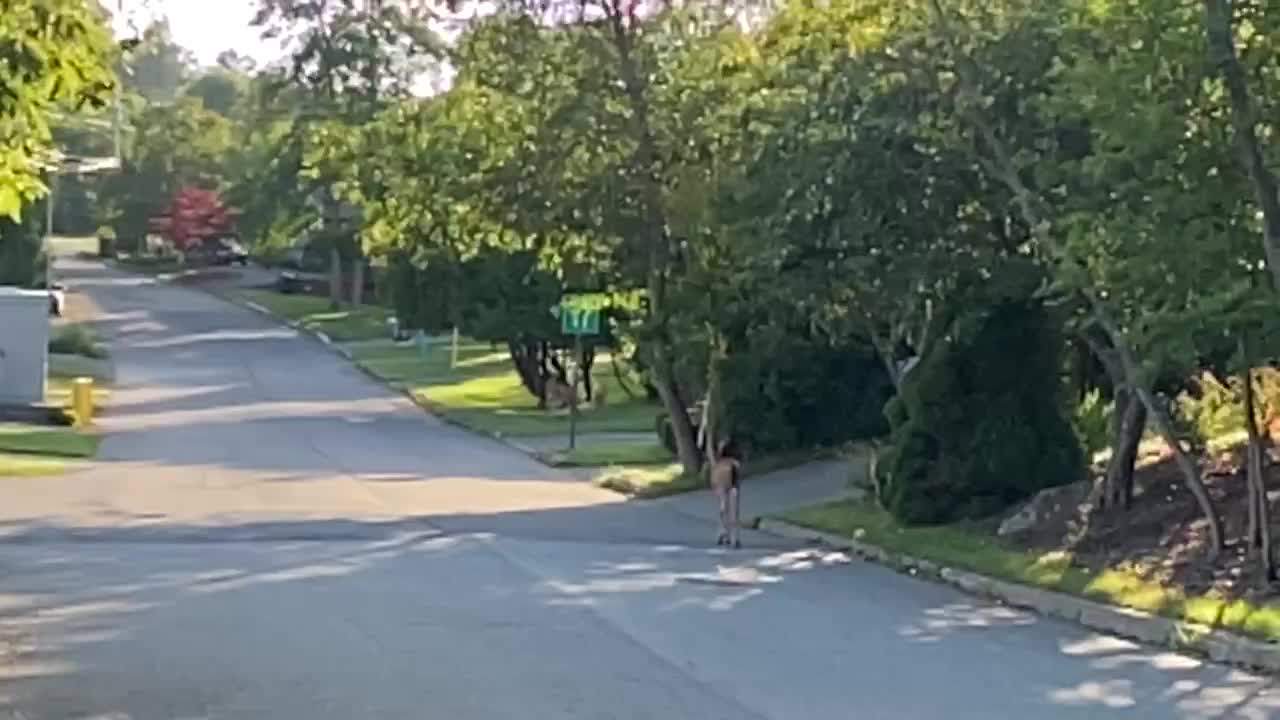 Beautiful Deer Running Loose Everywhere