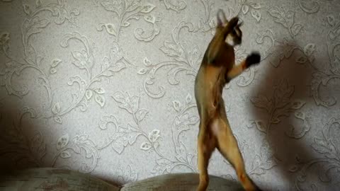 Funny Cat Videos