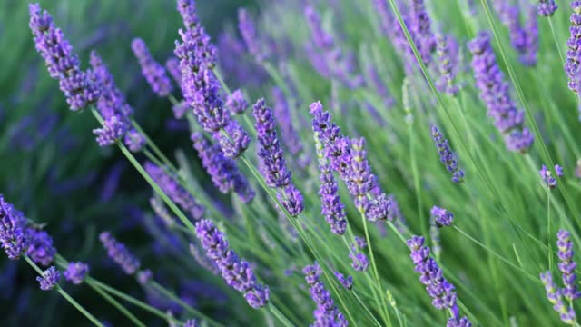 How to care for POTTED LAVENDER 💜 Watering, composting, pruning and more!