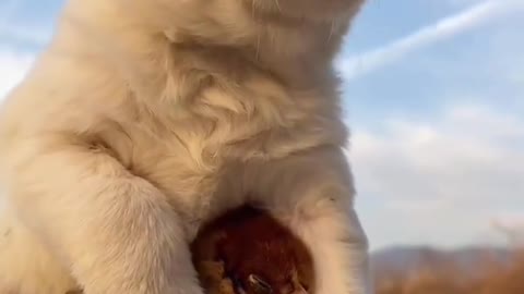 The puppy is protecting the bird in winter