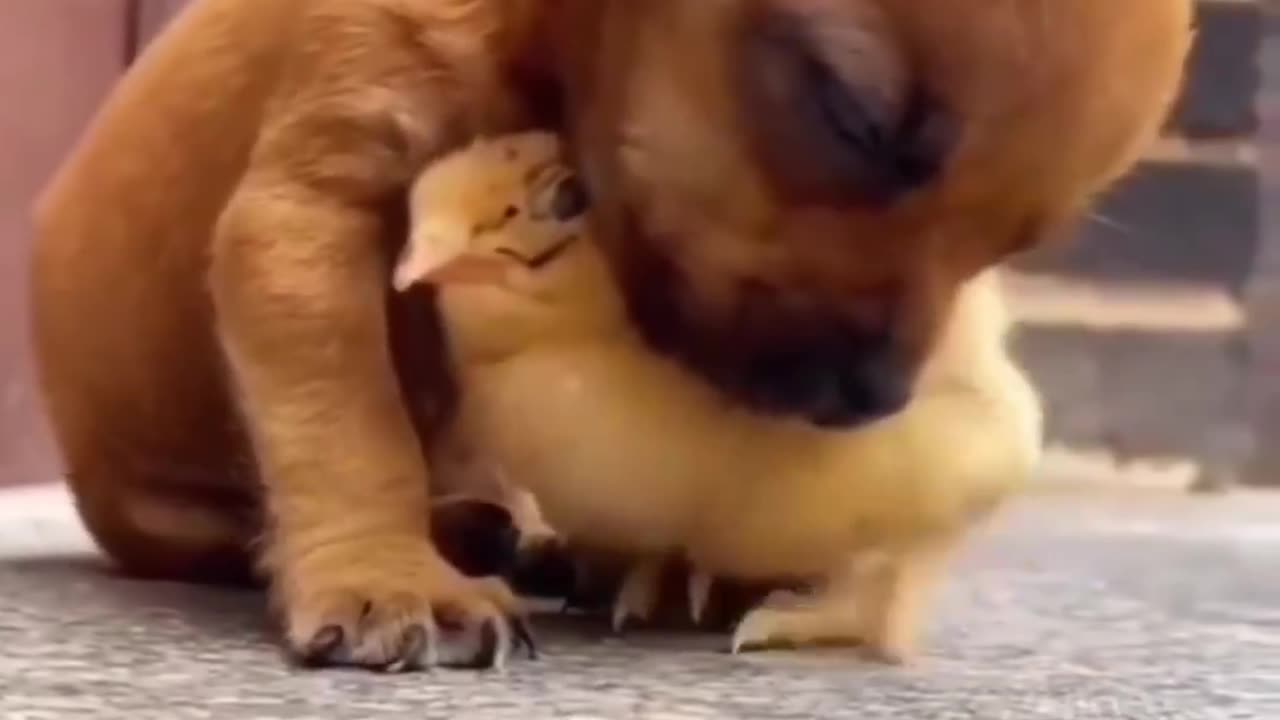 This video will melt your heart😭 Please watch