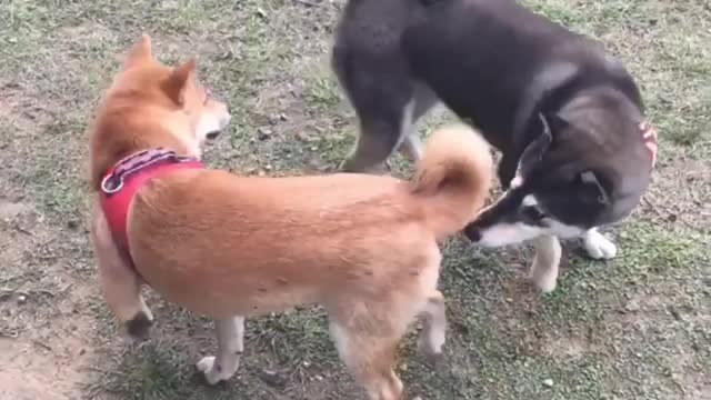 Who is the hunter Who is the prey