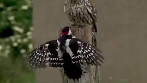 Amazing Owl vs Parrot