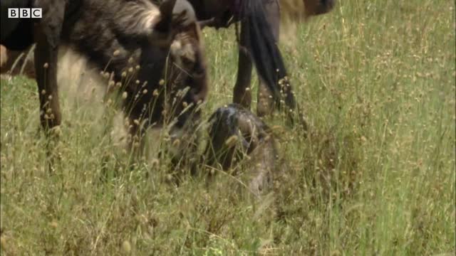 Hyena vs Baby Wildebeest | BBC Earth