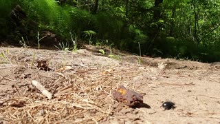 Strong dung beetle moves the load