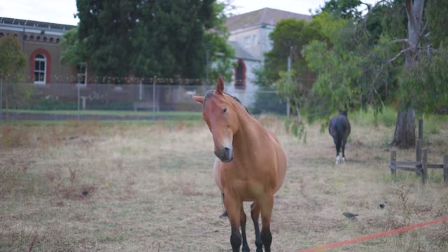 THE BEAUTY OF A HORSE!!!