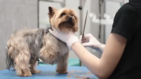 Woman Grooming Dog in Pet Salon