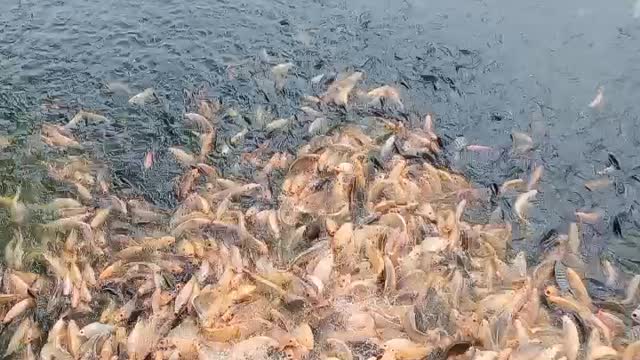 Hundreds of fish are fighting for food