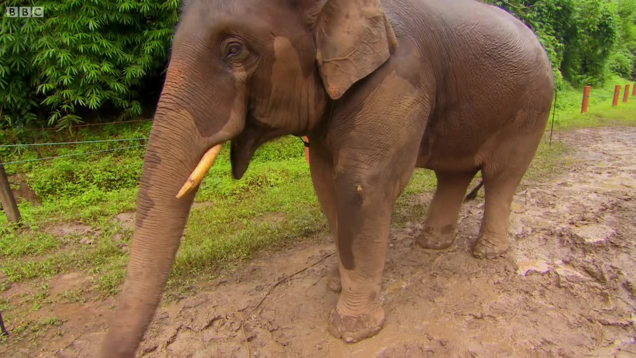 Elephants Learn To Work Together | Super Smart Animals | BBC Earth