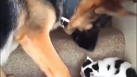 Cats and dogs love