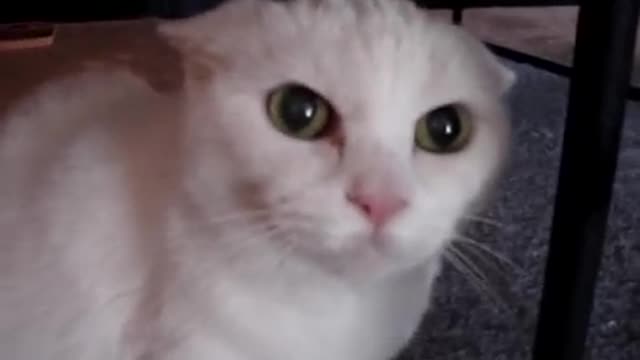 Don't pet this Kitty!! Pt.
