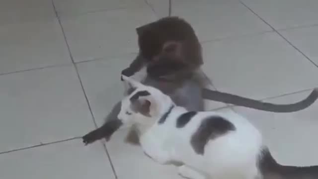 crazy monkey fight cats