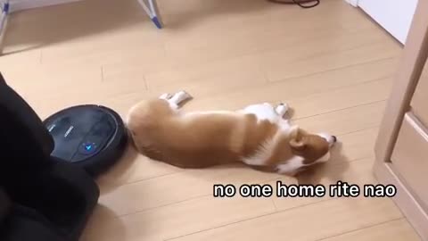 Lazy corgi totally unfazed by intruding robot vacuum