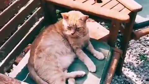 Cute funny cats doing funny things -OMG cate and funny cats