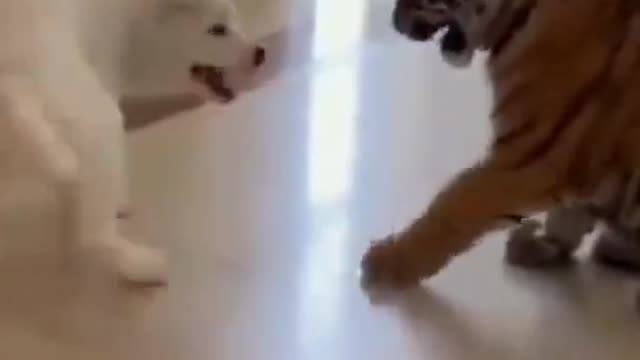 BRIGA ENTRE FILHOTE DE CACHORRO X FILHOTE DE - tente não rir - vídeos divertidos #shorts