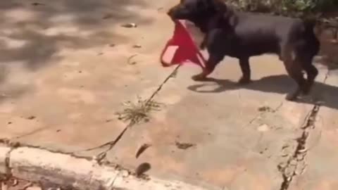 😅😅funny animal vedio😅😅