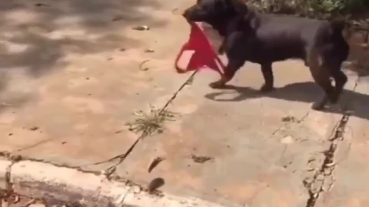 😅😅funny animal vedio😅😅