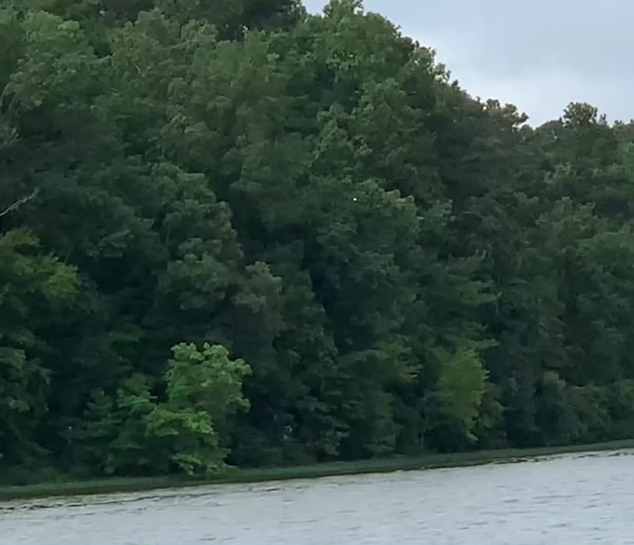 Osprey pesters the bald eagles