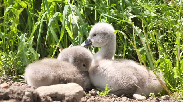 Watch and enjoy the ducks. Very enjoyable