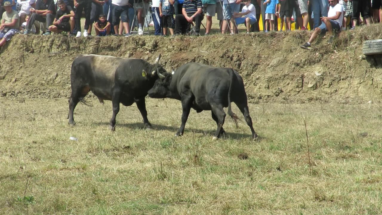 Lasta Kejsija i Zeme vs Zećo od Karića