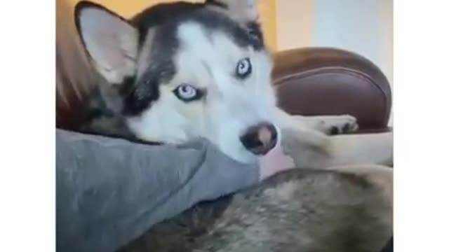 Husky- The Most Dramatic Dog 🐶