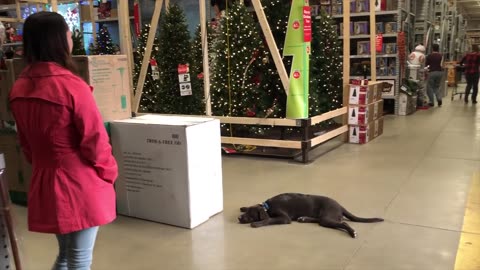 5-Month Old Lab, Bailey! Black Labrador Dog Training | Off Leash K9 Training