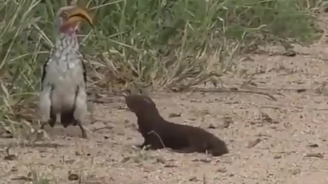 Smart animals 👌