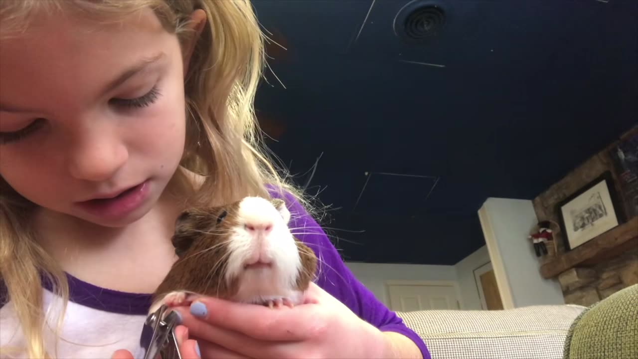 How To Trim Guinea Pigs' Nails