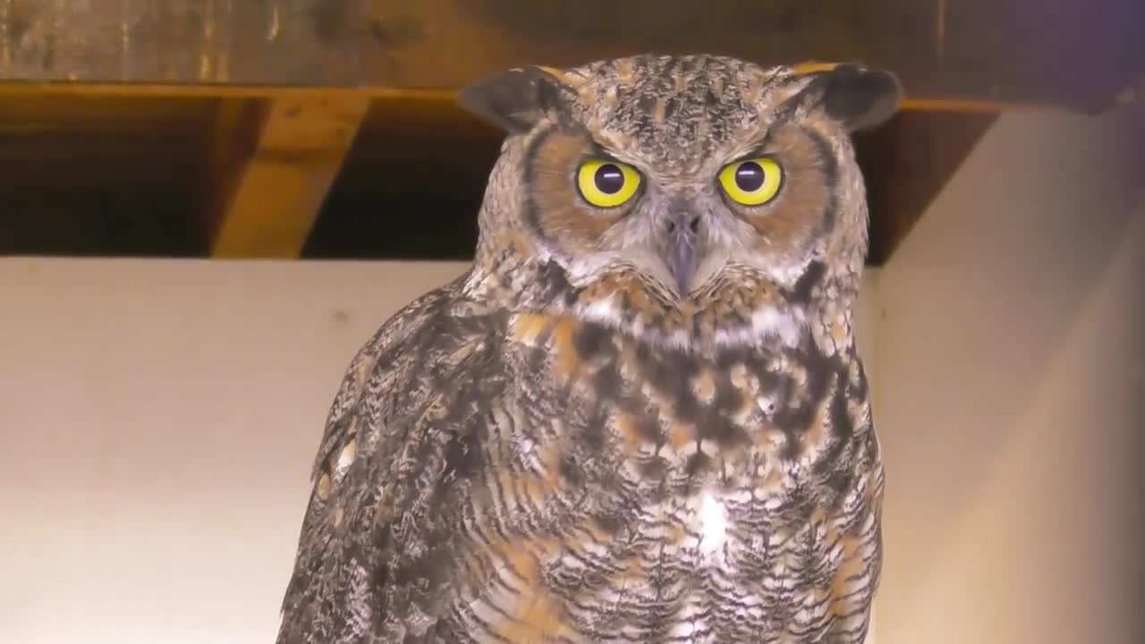 🦉🦉🦉🦉🦉🦉🦉🦉Owl