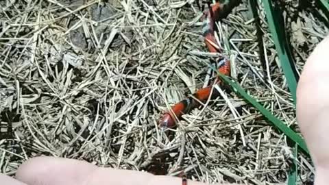 Danger snake release