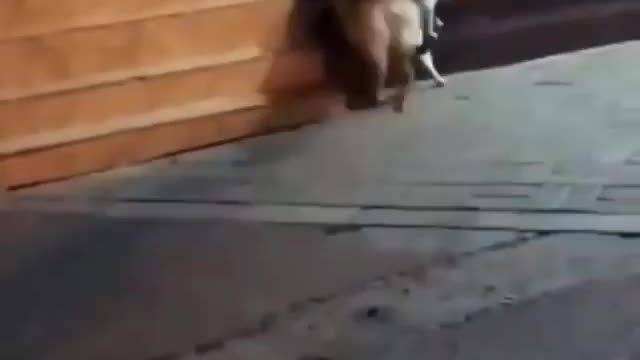 Good boi doing what good boi does best dm for credit #love #savingtheday #goodboy #dog