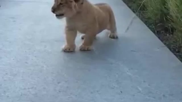 Cute lion cub shows off his mighty roar