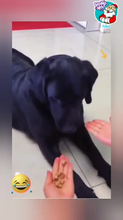 Funny cat🐈 And Dogs 🐕 Videos ,Funny Cat And Dogs