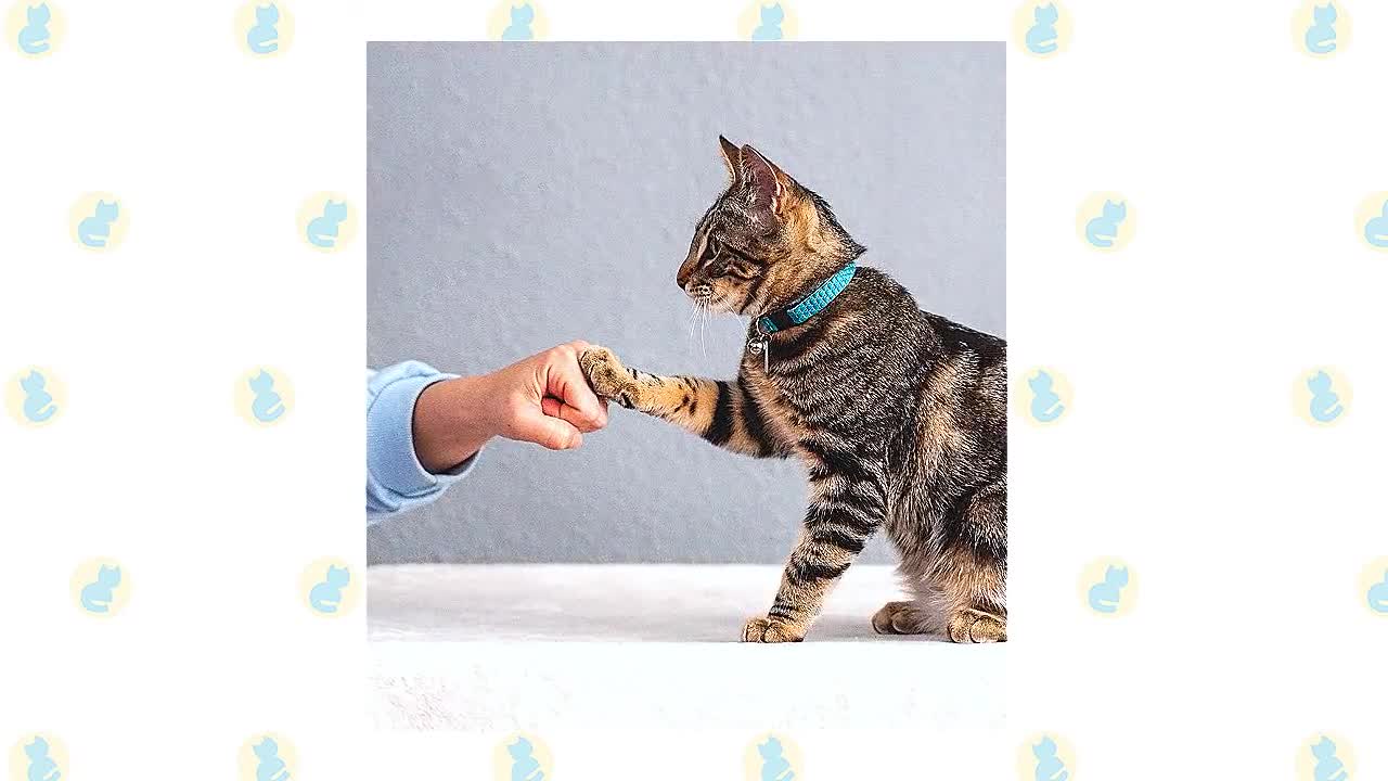 Cats 101 : Basic Cat Training Tips